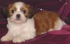 Lhasa Bichon 
Puppy for Sale
Sold